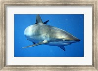 Framed Carcharhinus Falciformis off Cuba