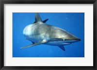 Framed Carcharhinus Falciformis off Cuba