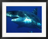 Framed Carcharodon Carcharias