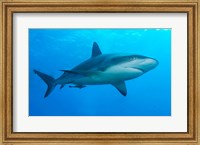 Framed Carribbean Reef Shark