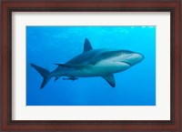 Framed Carribbean Reef Shark