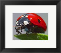 Framed Coccinelle