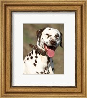 Framed Dalmatian Portrait