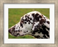 Framed Dalmatian Profile
