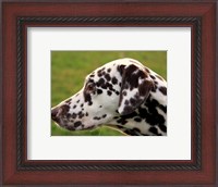 Framed Dalmatian Profile