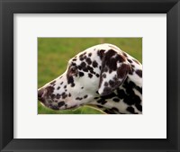 Framed Dalmatian Profile