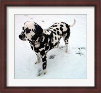 Framed Dalmatian in Snow