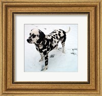 Framed Dalmatian in Snow