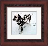 Framed Dalmatian in Snow