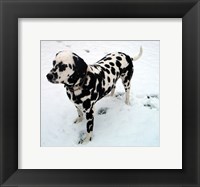 Framed Dalmatian in Snow