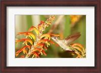 Framed Female Anna's Hummingbird Feeding