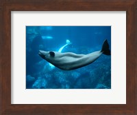 Framed Beluga
