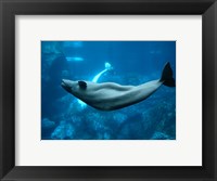 Framed Beluga