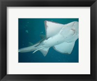 Framed Shark Overhead