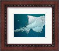 Framed Shark Overhead