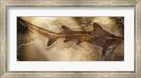 Framed Galeorhinus Cuvieri