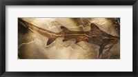 Framed Galeorhinus Cuvieri