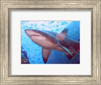 Framed Grey Nurse Shark at Fish Rock Cave