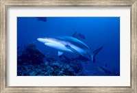 Framed Grey Shark