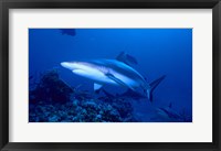 Framed Grey Shark