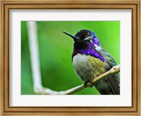 Framed Hummingbird I