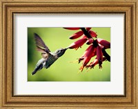 Framed Hummingbird Canon