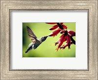 Framed Hummingbird Canon