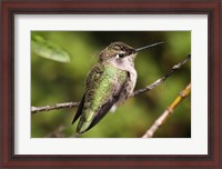 Framed Hummingbird II