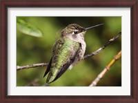 Framed Hummingbird II