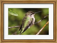 Framed Hummingbird II