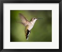 Framed Hummingbird Texas