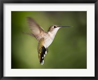 Framed Hummingbird Texas