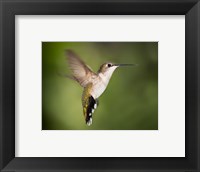 Framed Hummingbird Texas