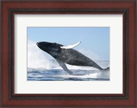Framed Humpback Whale Jumping