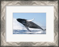 Framed Humpback Whale Jumping