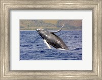 Framed Humpback Whale Leaping