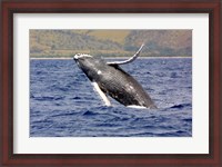Framed Humpback Whale Leaping