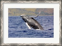 Framed Humpback Whale Leaping