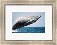 Framed Humpback Whale Breaching