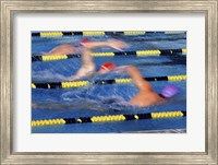 Framed Rear view of three swimmers racing in a swimming pool