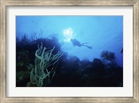 Framed Low angle view of a scuba diver swimming underwater, Belize