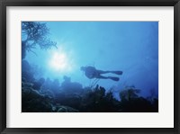 Framed Low angle view of a scuba diver swimming underwater, Belize