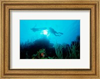 Framed Low angle view of two scuba divers swimming underwater, Belize
