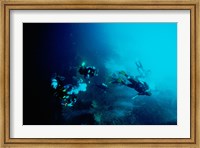 Framed Five scuba divers swimming underwater, Blue Hole, Belize