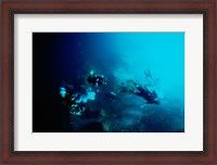 Framed Five scuba divers swimming underwater, Blue Hole, Belize