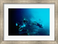 Framed Five scuba divers swimming underwater, Blue Hole, Belize