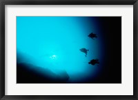 Framed Three scuba divers swimming underwater, Blue Hole, Belize