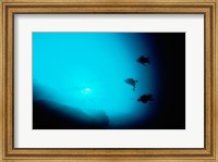 Framed Three scuba divers swimming underwater, Blue Hole, Belize