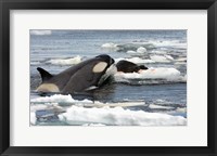 Framed Killer Whale Type B