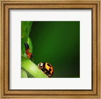 Framed Ladybug and Friend